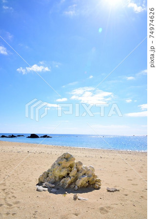 加計呂麻島　徳浜海岸　砂浜のサンゴ 74974626