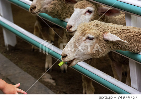 動物 家畜 フリース 74974757