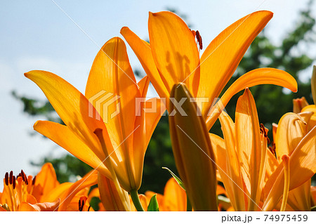 千種公園、満開のユリ〈愛知県名古屋市〉 74975459