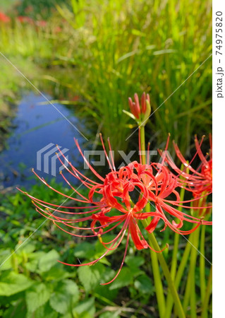 葛城古道　畦道沿いの彼岸花 74975820