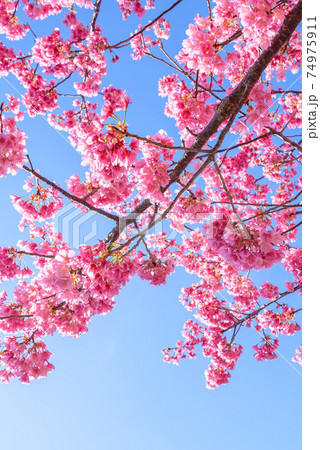 満開の河津桜と快晴の空（入学・卒業イメージ） 74975911