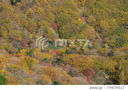 紅葉で彩られる安達太良山の中腹 74976017