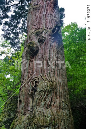 英彦山の鬼杉 74976075