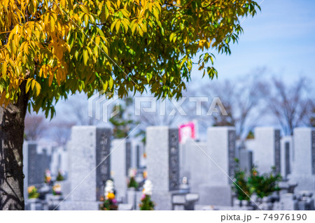 大きな木の傍にある、日当たり良好、墓石がたくさん並ぶ墓地 74976190