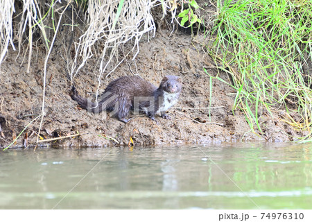 ミンク ミンク 74976310