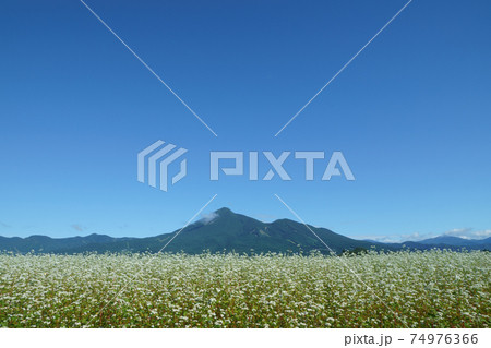 白い蕎麦の花が満開の磐梯山のふもと 74976366