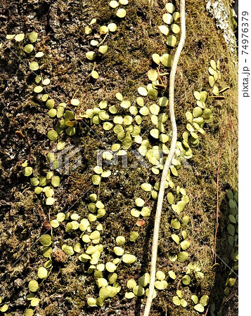 木の表面に着生する「マメヅタ」 木の表面に着生する「マメヅタ」 74976379