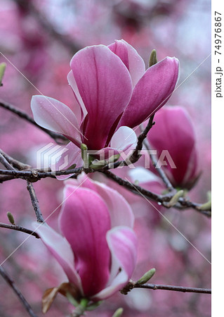 しっとりと美しい花姿 74976867