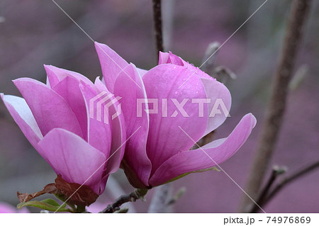 しっとりと美しい花姿 74976869