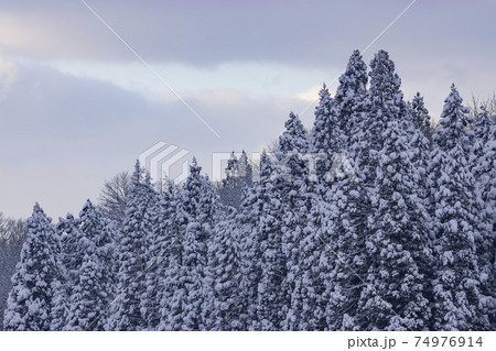 雪の積もった杉の木 雪の積もった杉の木 74976914