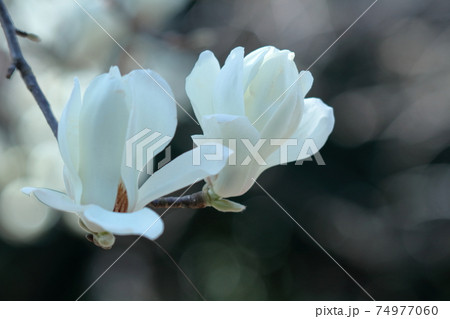 しっとりと美しい花姿 しっとりと美しい花姿 74977060