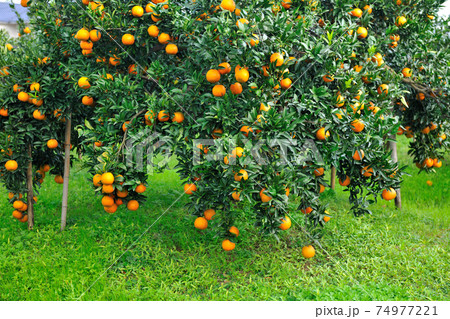 台湾 フルーツ 果物 74977221