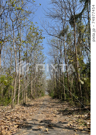 Forest grunge way with big tree at both side in the wild garden. Forest grunge way with big tree at both side in the wild garden. 74977454