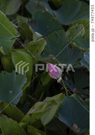 Pink beautfiule lotus with lilly pad in warter area pond, Lotus is very significant flower for buddhism 74977455