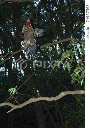 夕闇に空を飛ぶ比内鶏の雄鶏の写真素材