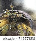 休息中のホンヤドカリ 74977858