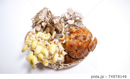 たくさんのきのこ　白背景 74978146