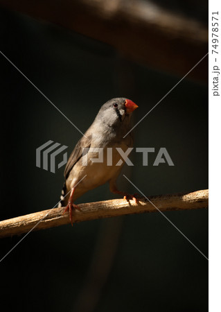 Zebra finch on branch with dark background 74978571