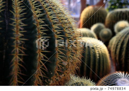 ときわ植物園のサボテン 74978834