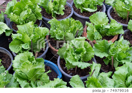 green lettuce plant growing in the Nursery pot plant green lettuce plant growing in the Nursery pot plant 74979016