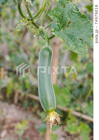 Sponge Gourd Vegetable Sponge( Luffa cylindrica) clinging on a vine 74979018