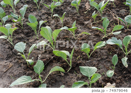 Fresh organic Chinese kale vegetable plant grow at vegetable garden Fresh organic Chinese kale vegetable plant grow at vegetable garden 74979046