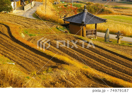 岡山県 美星町 辻堂のある田畑風景 岡山県 美星町 辻堂のある田畑風景 74979187