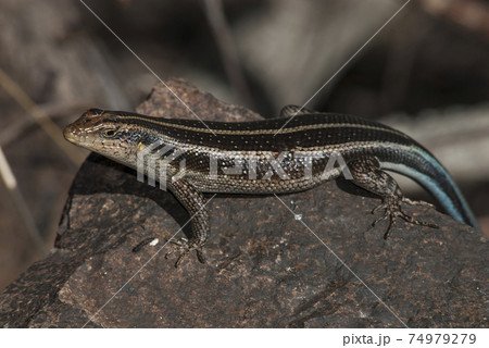 Lizard take sun, Africa 74979279