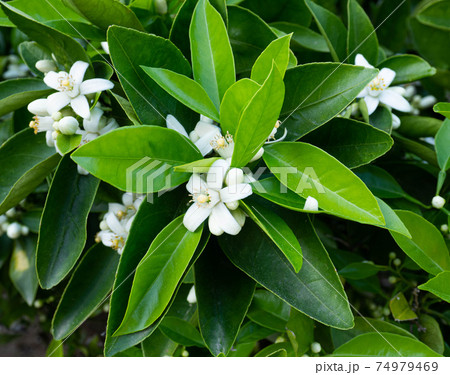 Valencian orange and orange blossoms. Spain. Spring harvest Valencian orange and orange blossoms. Spain. Spring harvest 74979469