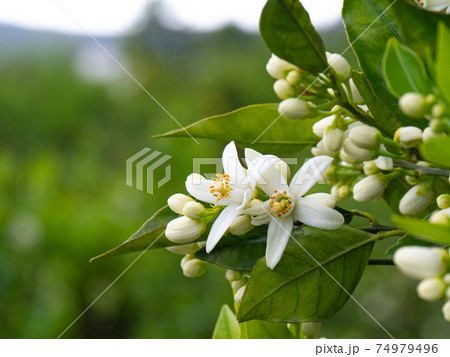 Valencian orange and orange blossoms. Spain. Spring harvest Valencian orange and orange blossoms. Spain. Spring harvest 74979496