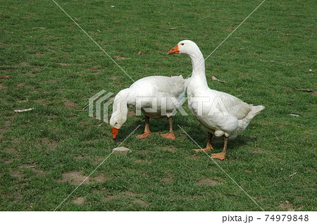 Farmed white goose standing on grass Farmed white goose standing on grass 74979848