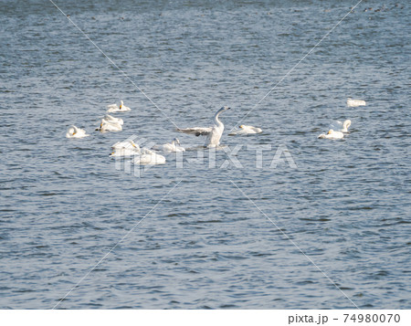 北浦の美しい白鳥たち 群れ 羽ばたき 北浦の美しい白鳥たち 群れ 羽ばたき 74980070
