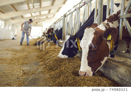 Herd of healthy dairy cows feeding in row of stables in feedlot barn on livestock farm Herd of healthy dairy cows feeding in row of stables in feedlot barn on livestock farm 74980321