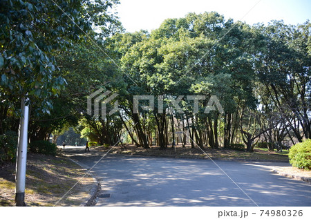 早春の公園 74980326