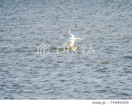 北浦の美しい白鳥たち　羽ばたき 74980409