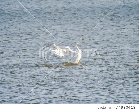 北浦の美しい白鳥たち 羽ばたき 北浦の美しい白鳥たち 羽ばたき 74980418