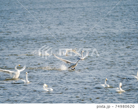 北浦の美しい白鳥たち　水面からの飛翔 74980620
