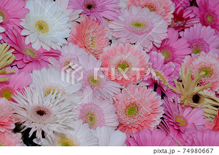 ガーベラ 74980667