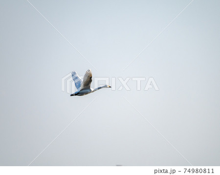 北浦の美しい白鳥たち　優雅な飛行姿 74980811