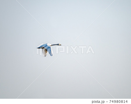 北浦の美しい白鳥たち 優雅な飛行姿 北浦の美しい白鳥たち 優雅な飛行姿 74980814