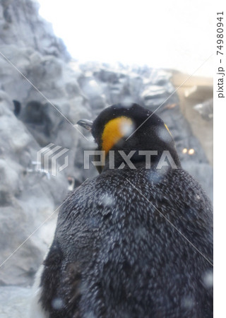 キングペンギンの赤ちゃんの後ろ姿の写真素材