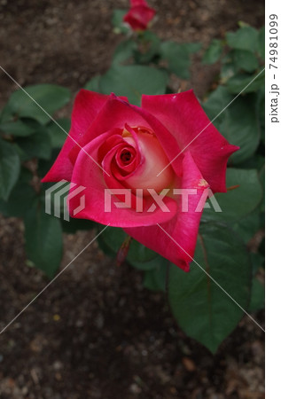 満開の薔薇 コロラマ 74981099
