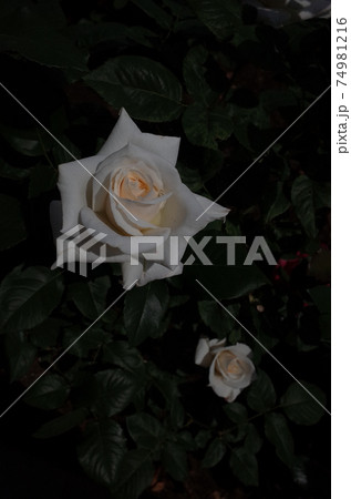 満開の白薔薇 パスカリ 74981216
