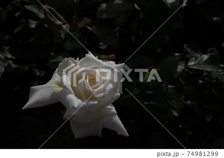 満開の白薔薇 ヨハネパウロ2世 満開の白薔薇 ヨハネパウロ2世 74981299