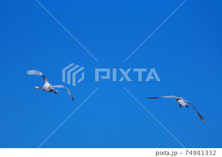 冬の渡り鳥 74981332