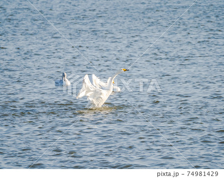 北浦の美しい白鳥たち 群れ 羽ばたき 北浦の美しい白鳥たち 群れ 羽ばたき 74981429