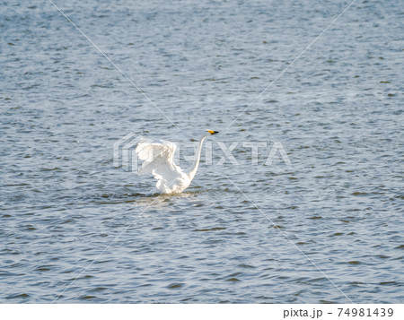北浦の美しい白鳥たち 羽ばたき 北浦の美しい白鳥たち 羽ばたき 74981439