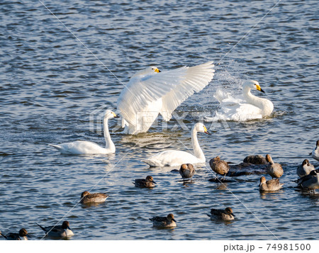 北浦の美しい白鳥たち　群れ　羽ばたき 74981500