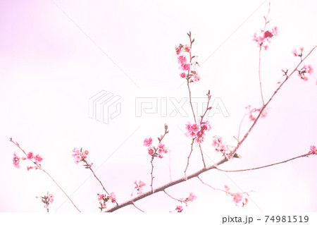 秋に咲く桜 ”エレガンスみゆき” 秋に咲く桜 ”エレガンスみゆき” 74981519