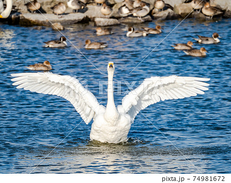 北浦の美しい白鳥たち 羽ばたきの写真素材